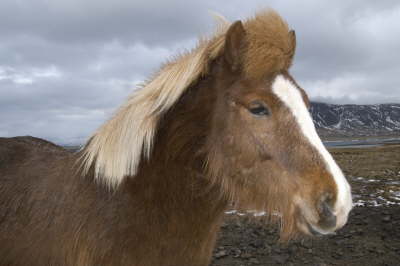 IJslands paard