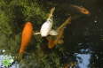 Taman Indonesia Koi karpers
