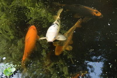 Taman Indonesia Koi karpers
