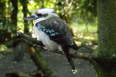 Taman Indonesia Kookaburra 