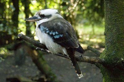 Taman Indonesia Kookaburra 
